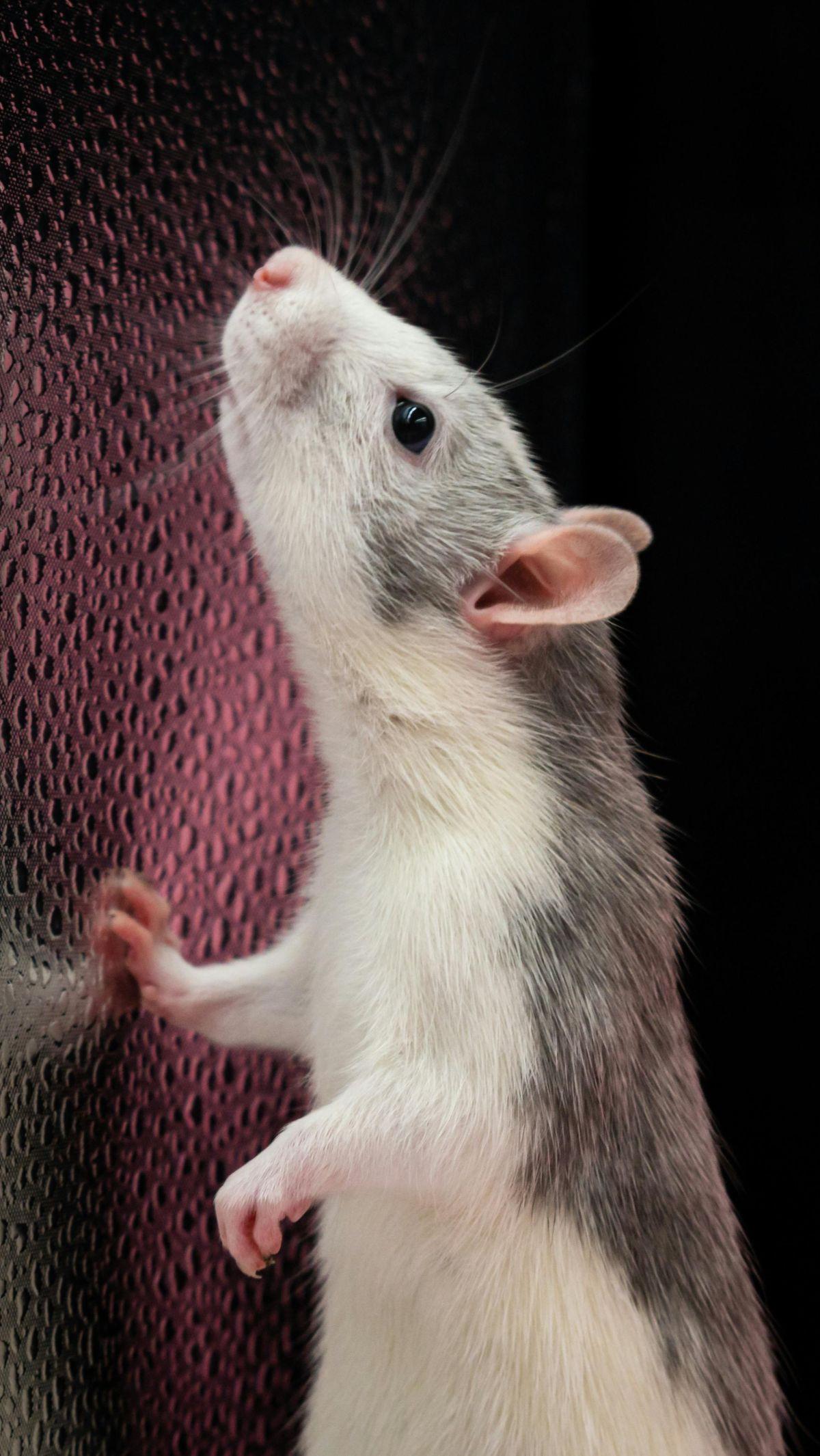 <b>Tikus</b>