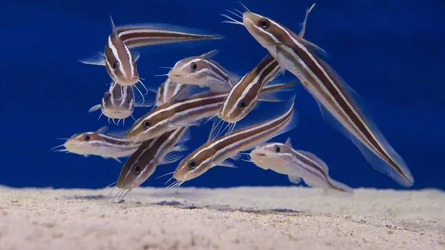 Ilustrasi ikan lele
