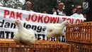 Ayam-ayam diperlihatkan saat sejumlah peternak ayam menggelar aksi di depan Kementerian Koordinator Bidang Perekonomian, Jakarta, Kamis (5/9/2019). Ratusan peternak ayam menuntut pemerintah turun tangan menyelesaikan permasalahan harga ayam hidup yang kembali anjlok. (Liputan6.com/Angga Yuniar)