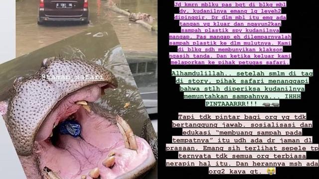 Pengunjung Taman Safari Lempar Botol ke Mulut Kuda Nil, Pelaku Jadi Buron