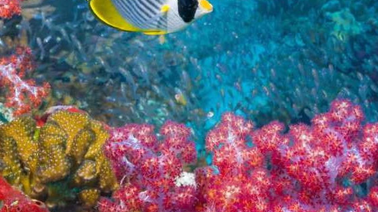 Unik, 6 Hewan Laut Ini Makan Karang Setiap Hari