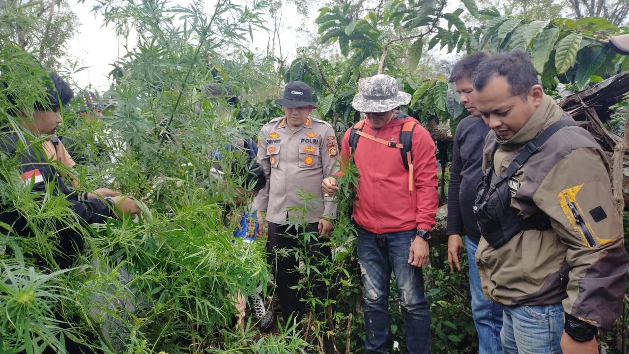 Warga Lahat Tanam Ganja di Kebun Kopi Seluas 1,5 Hektare