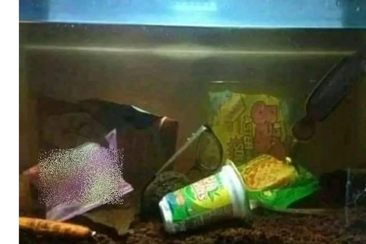 6 Potret Aquascape Low Budget Ini Bikin Pencinta Ikan Hias Senyum Tipis
