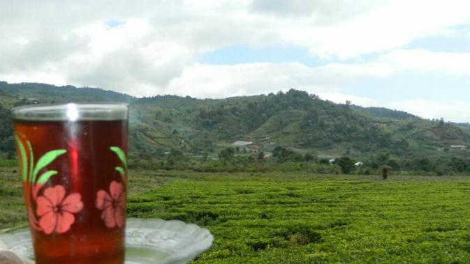 Segarnya Pagi Menikmati Secangkir Teh Hangat Di Kebun Teh Solok