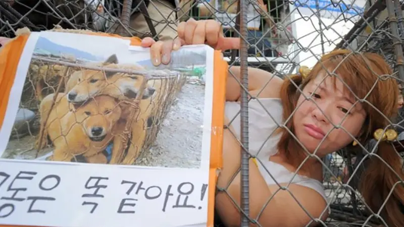 Diprotes, Pasar Daging Anjing Terbesar di Korea Selatan Ditutup