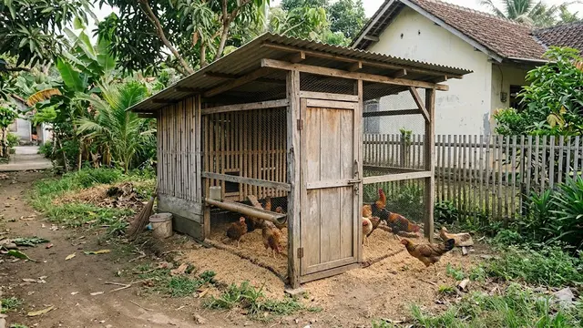 Kandang Ayam Kampung Sederhana