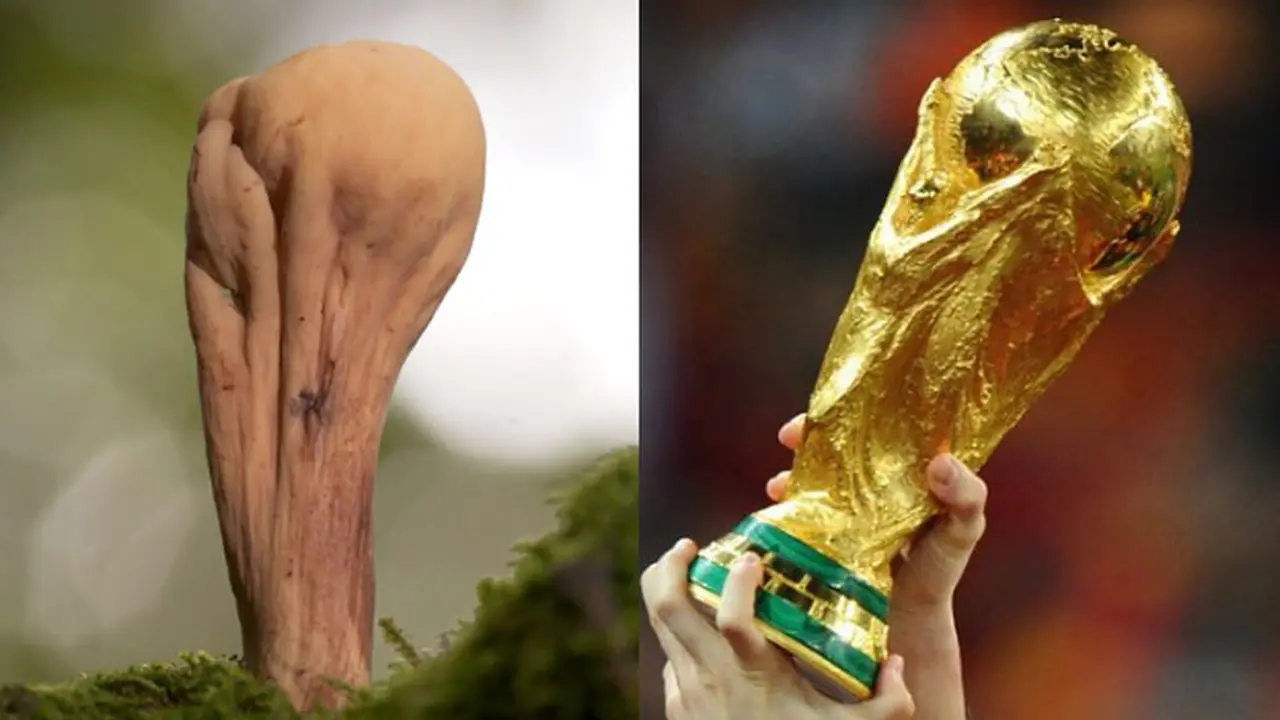 Jamur Mirip Trofi Piala Dunia Ditemukan di Italia