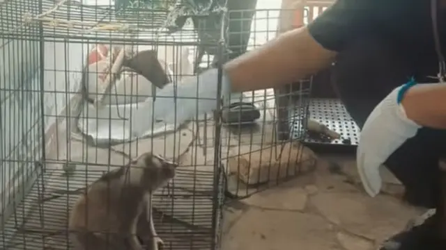 Satwa langka ditemukan oleh warga merayap turun di sebuah pohon jeruk dekat permukiman.