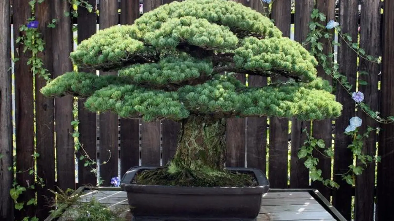 Selamat dari Bom Hiroshima, Bonsai Ini Kini Usianya 391 Tahun