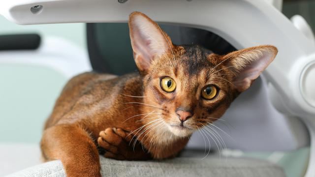 Abyssinian