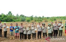 Polresta Ambon Dukung Ketahanan Pangan Nasional dengan Tanam Jagung Hibrida