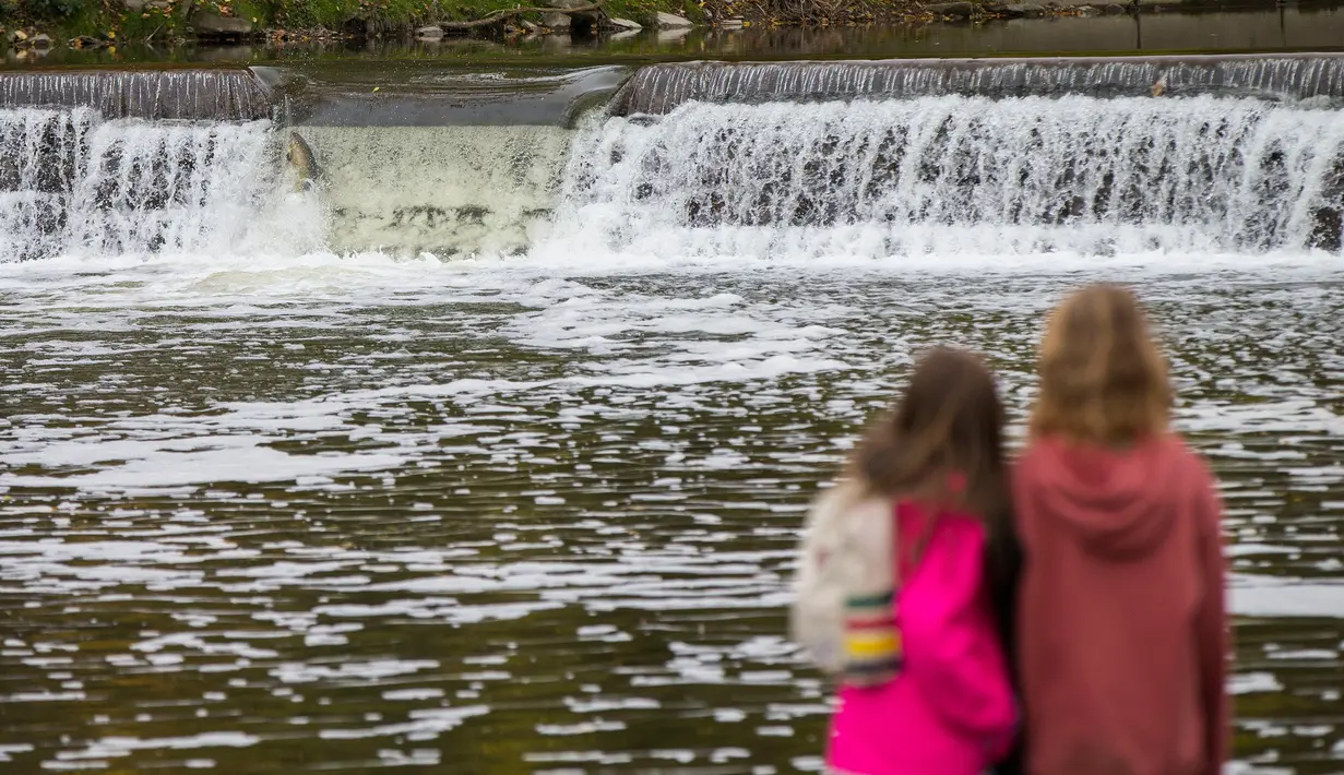 Warga menyaksikan seekor salmon melompati bendungan saat bermigrasi di Sungai Humber di Toronto, Kanada, 18 Oktober 2020. Setiap musim gugur, ribuan ikan salmon di banyak sungai di Ontario berenang menuju ke hulu untuk bertelur, menarik perhatian warga juga para pemancing. (Xinhua/Zou Zheng)