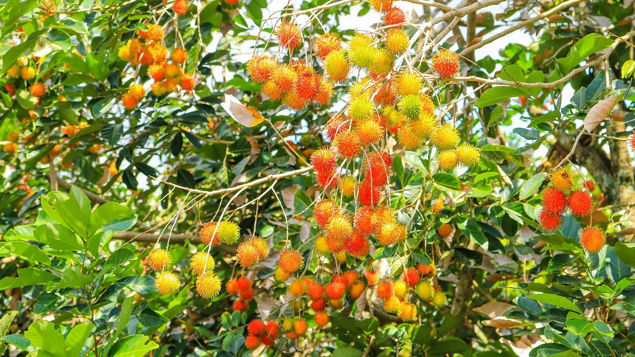 Buah Rambutan