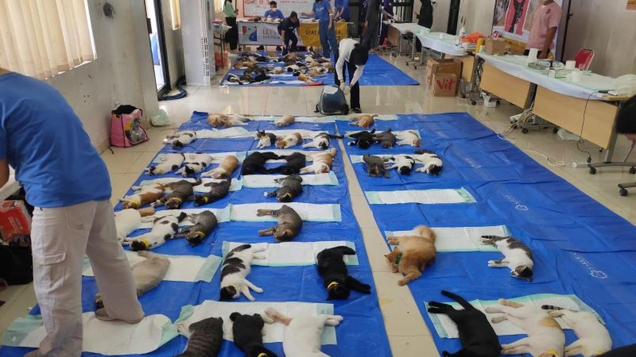Fakta Unik: 600 Kucing Jantan Disterilisasi di Jakarta Barat Peringati Hari Rabies Dunia