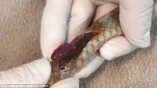 Ular pohon coklat yang terluka kritis, namun berhasil diselamatkan (The Ark Animal Hospital)