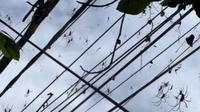 Turis Inggris merinding rekam ratusan laba-laba di Bali. (dok. tangkapan layar video TikTok @graces__adventures/https://www.tiktok.com/@graces__adventures/video/7329803070777347361)