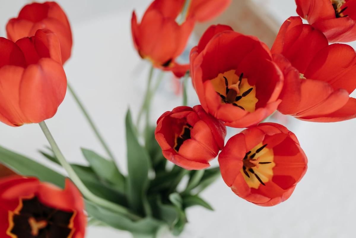 Tulip Merah (Tulip)
