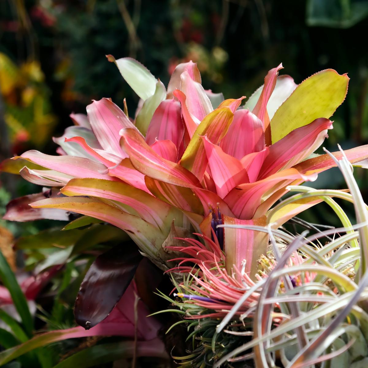 Bromelia