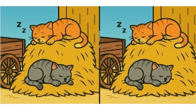 Temukan 3 Perbedaan Kucing Tidur di Jerami dalam 29 Detik, Bikin Mikir Keras