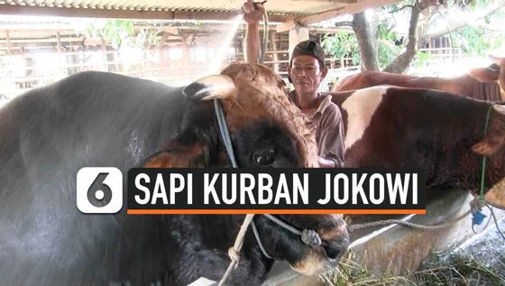 VIDEO: Jokowi Berkurban Sapi Seberat 1,06 Ton di Masjid Agung Banten