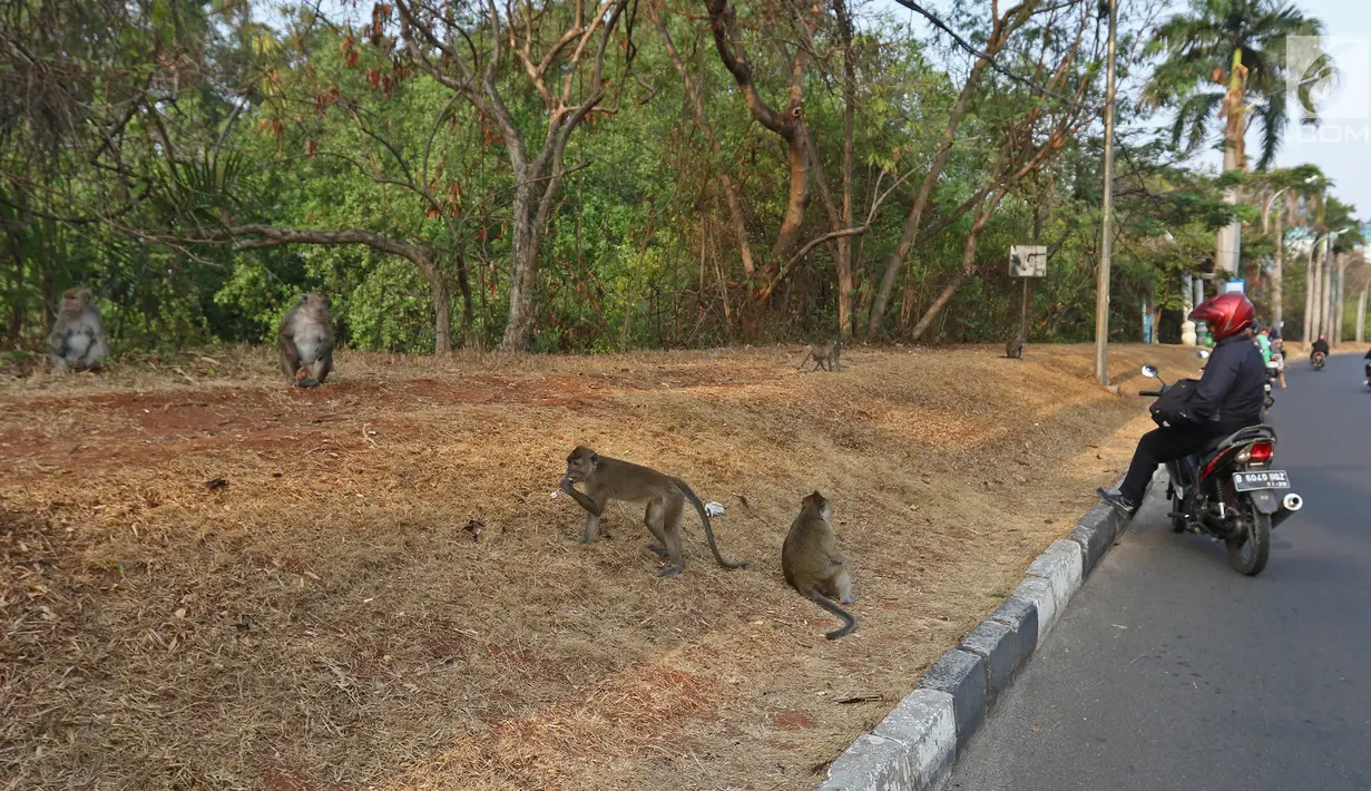 Pengendara motor sedang melihat aktivitas monyet di kawasan Pantai Indah Kapuk (PIK), Jakarta, Selasa (17/9/2019). Kawanan monyet yang berasal dari Suaka Margasatwa Muara Angke tersebut keluar dari habitatnya ke jalan untuk mencari makanan. (Liputan6.com/Herman Zakharia)