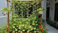 5 Desain Kebun Buah Mini Bisa Panen 3 Bulan, Solusi Lahan Sempit yang Produktif