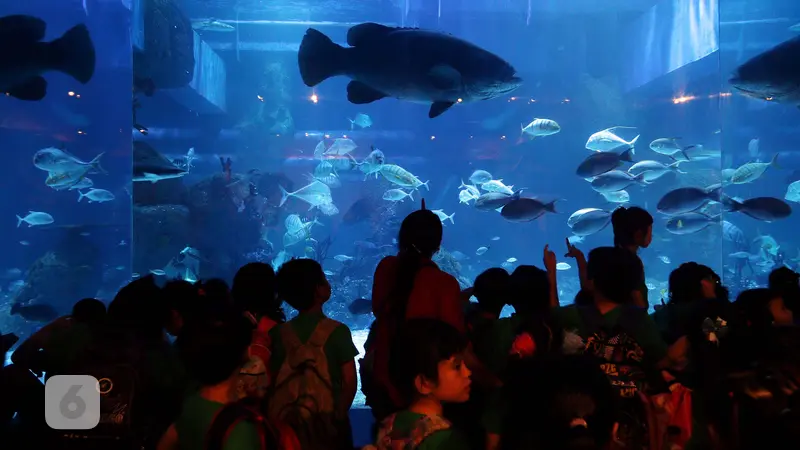 Ada Ikan Kerapu Raksasa Seberat 300 Kg di Jakarta Aquarium