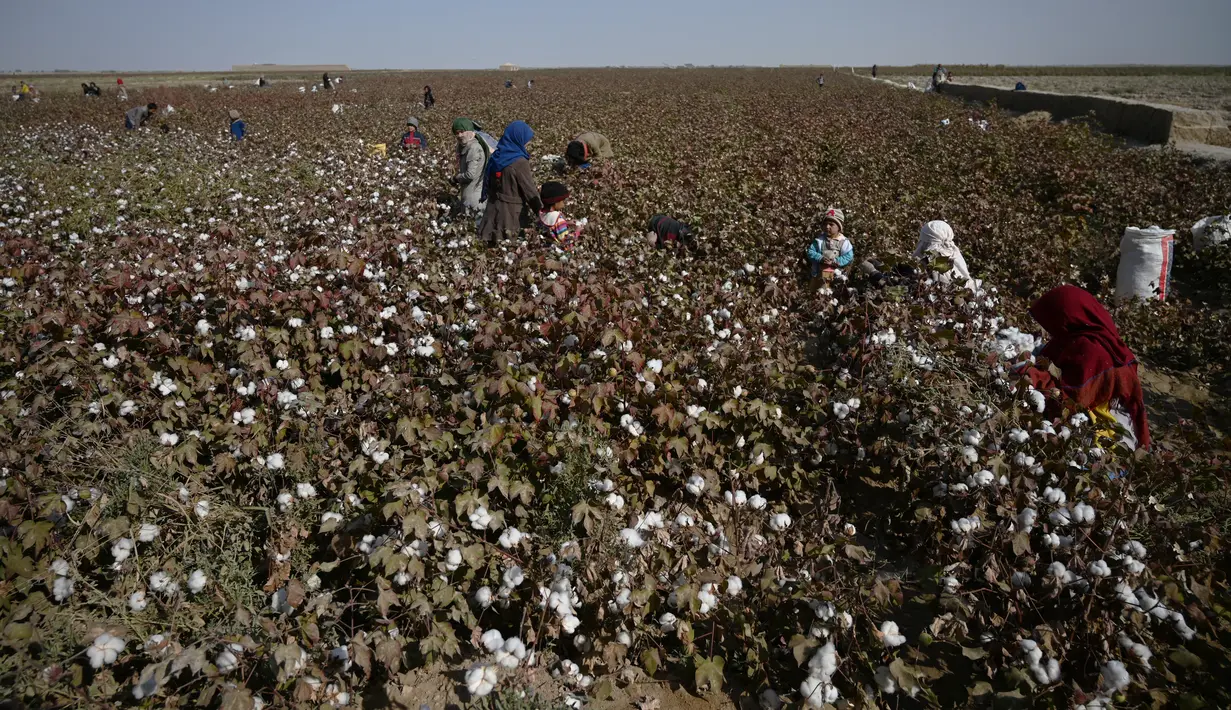 Anak-anak memanen kapas di ladang di Distrik Dawlatabad, provinsi Balkh (28/10/2021). Kelompok etnis utama di distrik ini adalah Uzbekistan, Turkmenistan, Tajik, Hazara, Pashtun, dan Arab. (AFP/Wakil Kohsar)