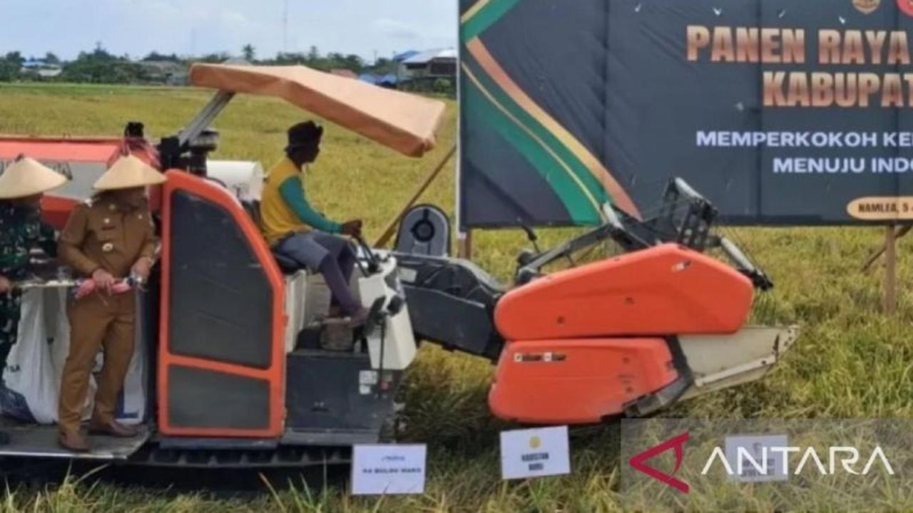 Kabupaten Buru Maluku Proyeksikan Surplus Beras 14.545 Ton pada 2025, Perkuat Ketahanan Pangan