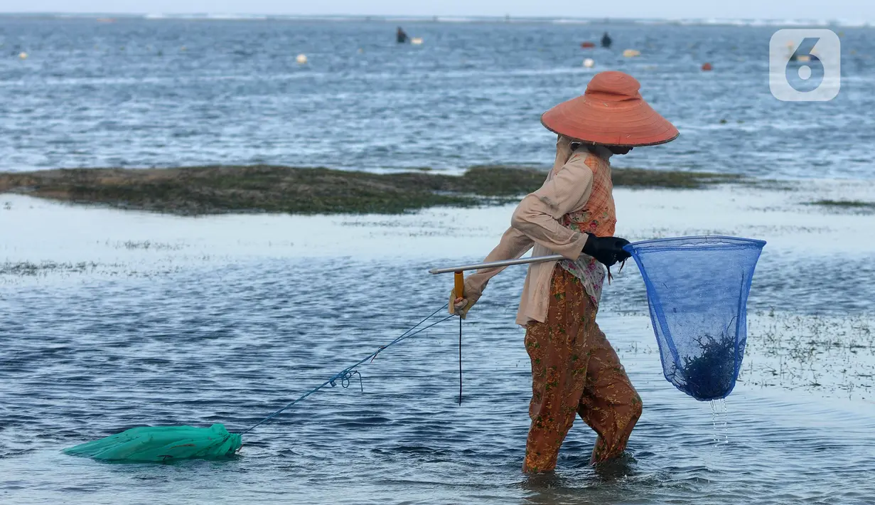 <p>Warga Desa Adat Peminge mengumpulkan lepasan rumput laut di kawasan Pantai Geger Mulya, Nusa Dua, Bali, Selasa (3/5/2022). Dalam sehari, belasan warga mampu mengumpulkan sekitar 5 hingga 20 kg rumput laut basah yang jatuh karena gelombang laut. (merdeka.com/Arie Basuki)</p>