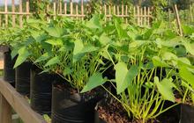Cocok Bagi Pemula, Ternyata Begini Cara Menanam Kangkung di Polybag Panen Dalam Tiga Minggu