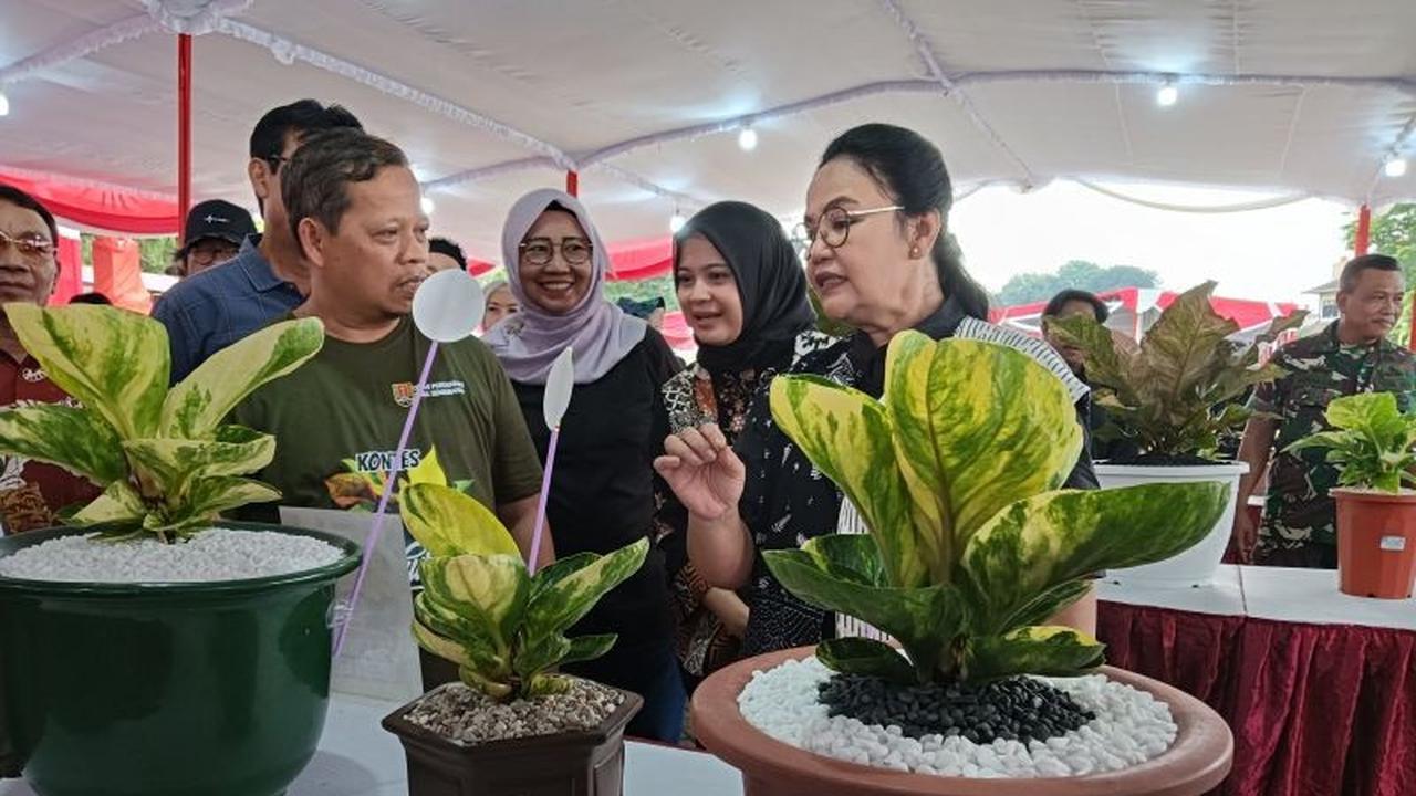 Ratusan Kolektor Meriahkan Kontes Tanaman Hias Anthurium-Aglaonema di Semarang