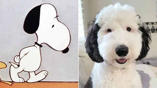 Foto Bayley yang mirip dengan snoopy, (Tangkapan layar dari website cnn.com)
