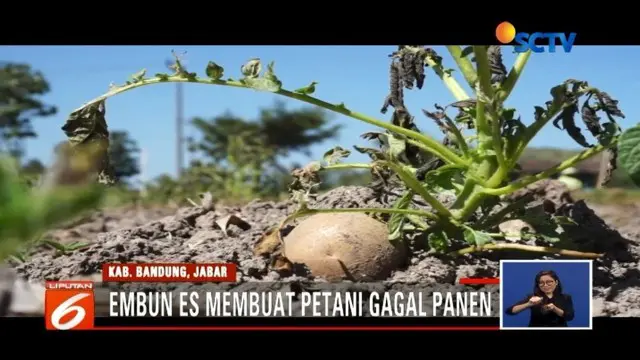 Dilanda suhu dingin hingga di bawah 10 derajat celcius, petani kentang di Kabupaten Bandung gagal panen.