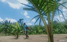 Pengembangan Kelapa Genjah di Pesisir Penajam Paser Utara Dorong Ekonomi dan Ketahanan Pangan