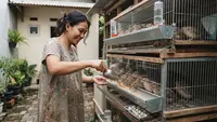 Cara Ternak Puyuh Petelur untuk Ibu Rumah Tangga dengan Hasil 1 Bulan, Simak Tipsnya