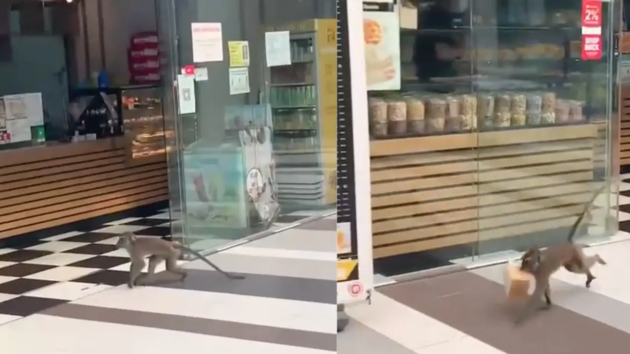Aksi Monyet Nakal Curi Roti di Toko Roti Ini Curi Perhatian, Lihai Banget