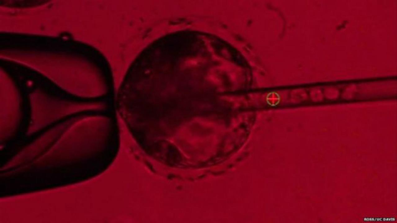 Stem cell atau sel induk manusia yang diinjeksi ke dalam embrio babi (Ross/UC Davis)