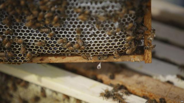 Ilustrasi lebah, (Dokumentasi VOA News dari EcOhio Farm, Mason di negara bagian Ohio, AS)