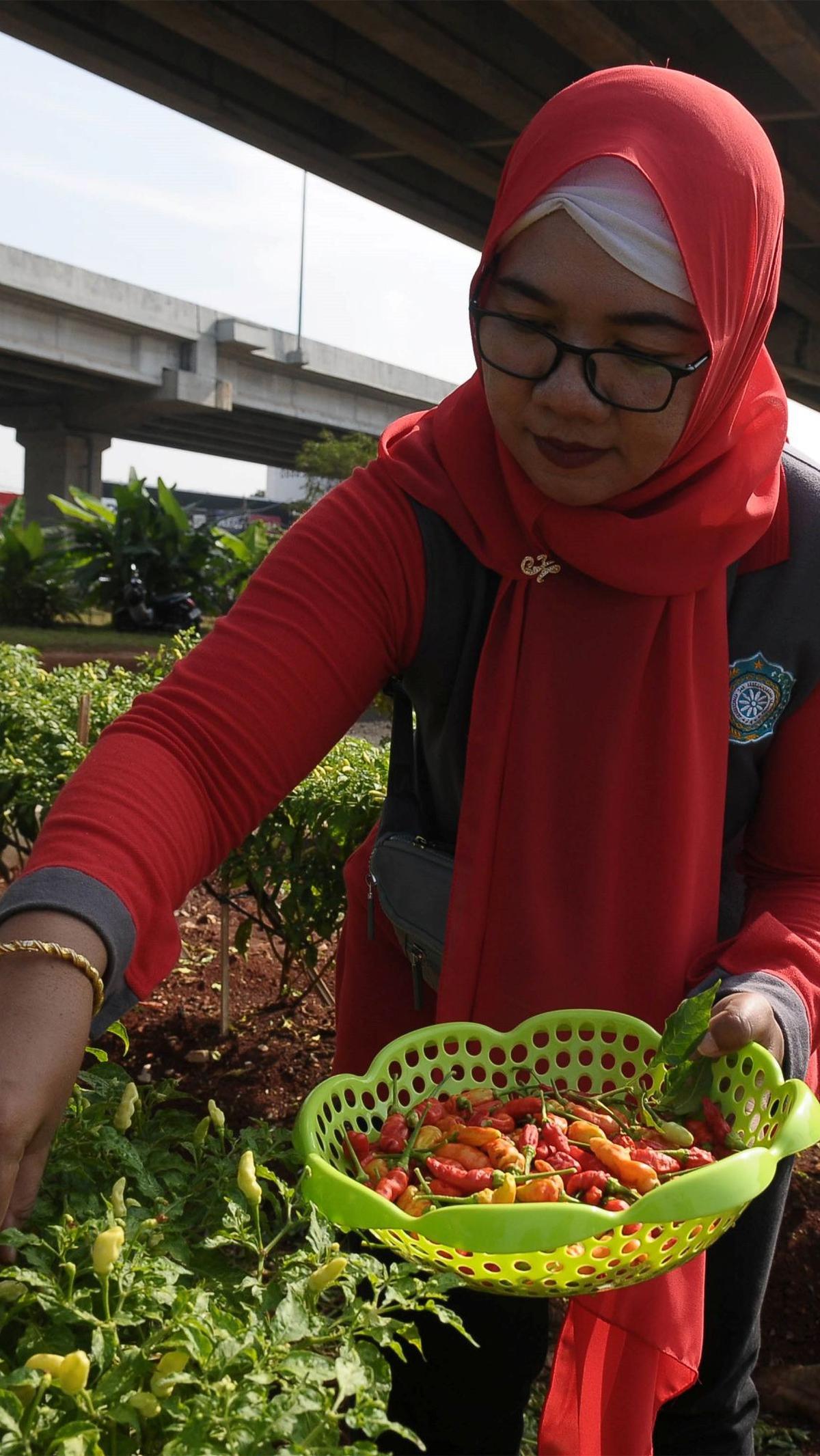 Selain itu, dari hasil panen cabai-cabai di lahan tersebut juga dapat membantu inflasi warga. Foto: merdeka.com / Imam Buhori