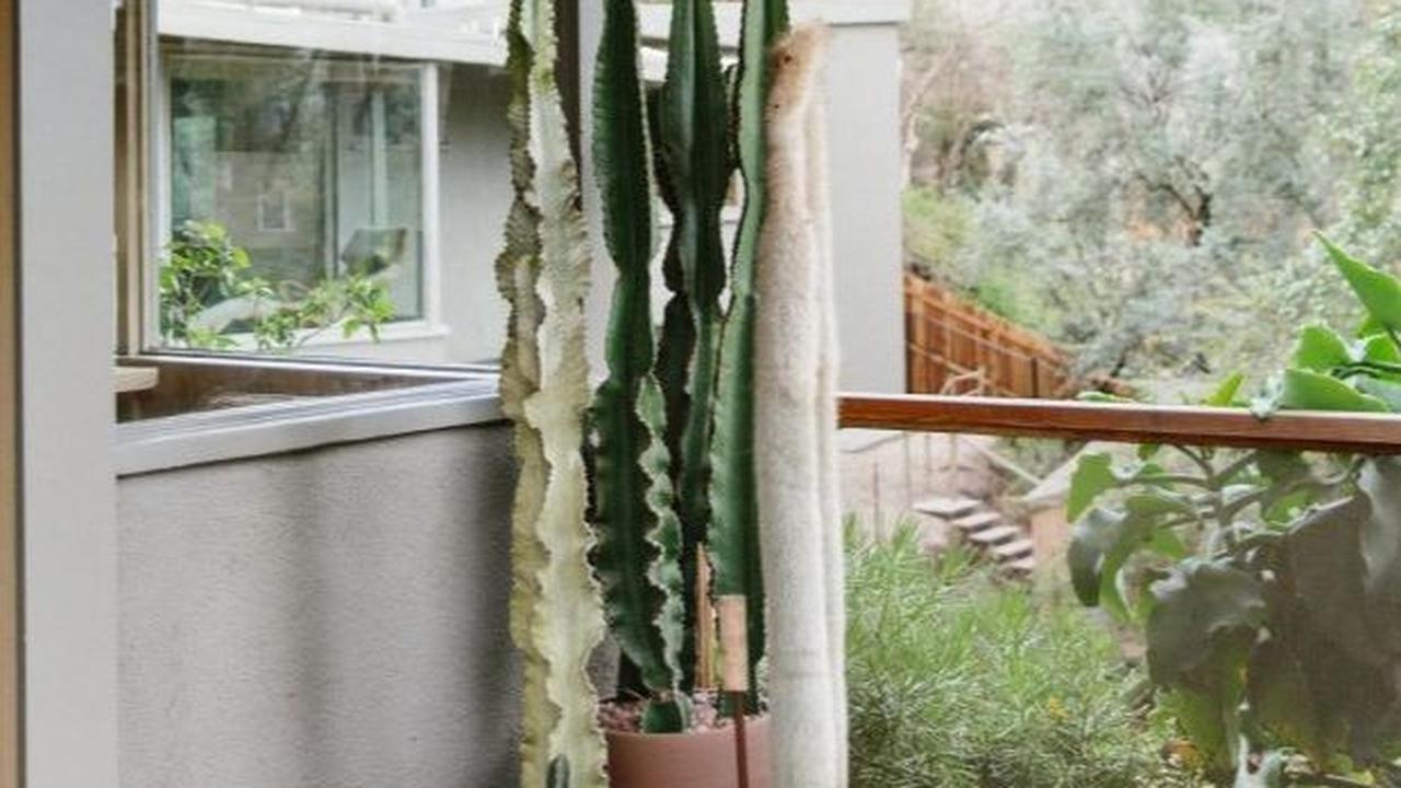 Desain Balkon Terbuka dengan Tanaman Kaktus