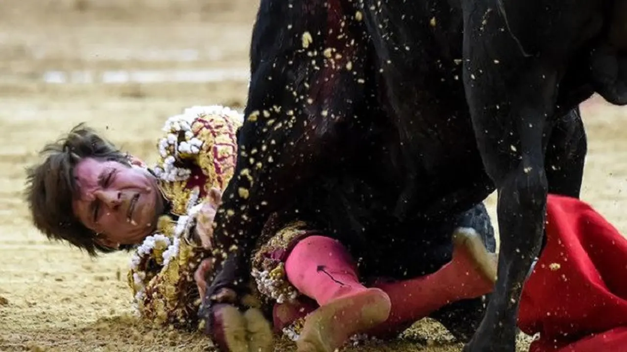 Matador Spanyol, Julian Lopez saat ditanduk banteng di Bogota, Kolombia (18/2/2018) (AFP PHOTO)