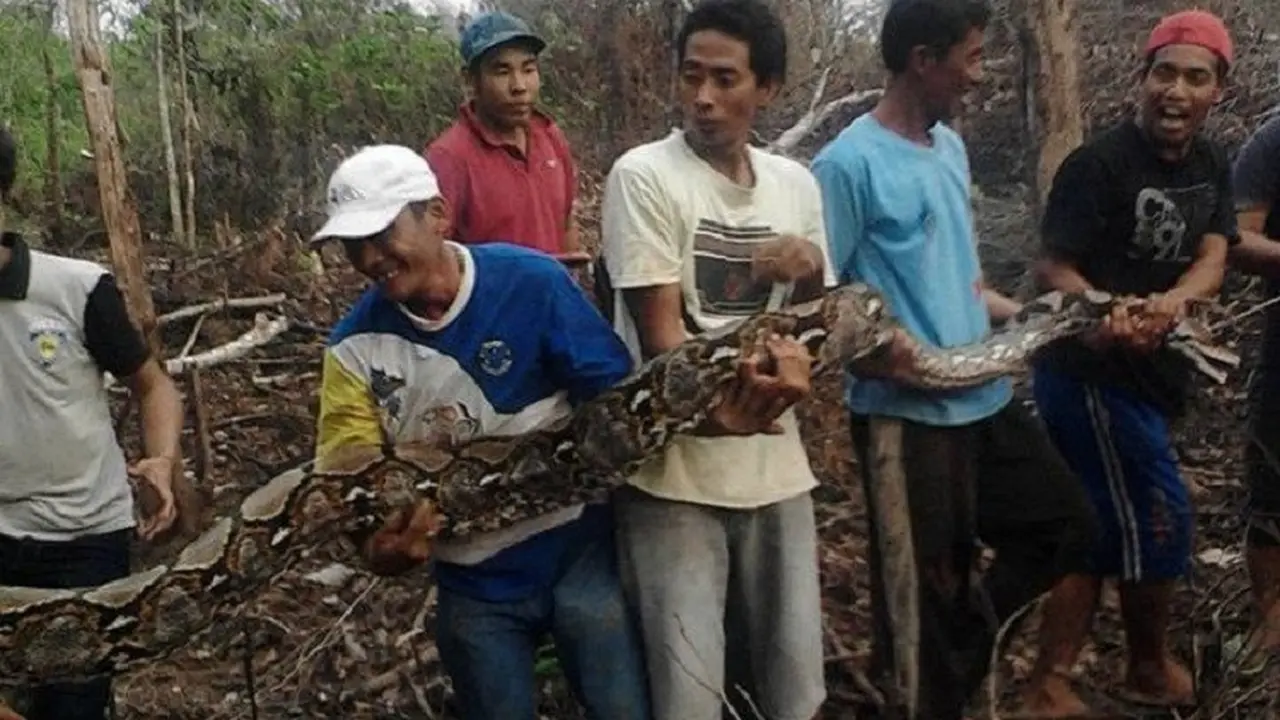 Penemuan ular Jambi