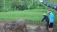 Pak Amin, petani satu-satunya di Desa Wisata Bantaragung Majalengka yang membajak sawah menggunakan tenaga kerbau. (dok. Panitia ADWI 2022)