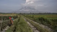 Seorang warga bekerja di lahan pertanian pasca erupsi Gunung Semeru di Lumajang, Provinsi Jawa Timur (3/12/2020). (AFP/Juni Kriswanto)