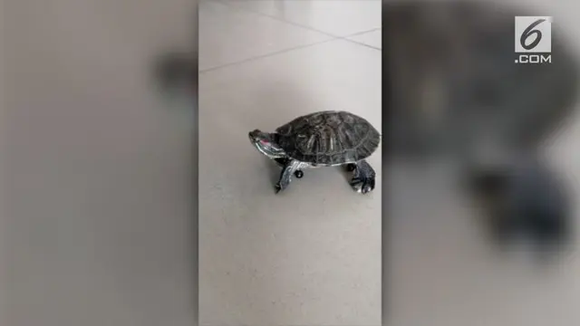 Seekor kura-kura beraksi diatas skateboard mini. Dia tidak lagi menjadi hewan yang lamban.