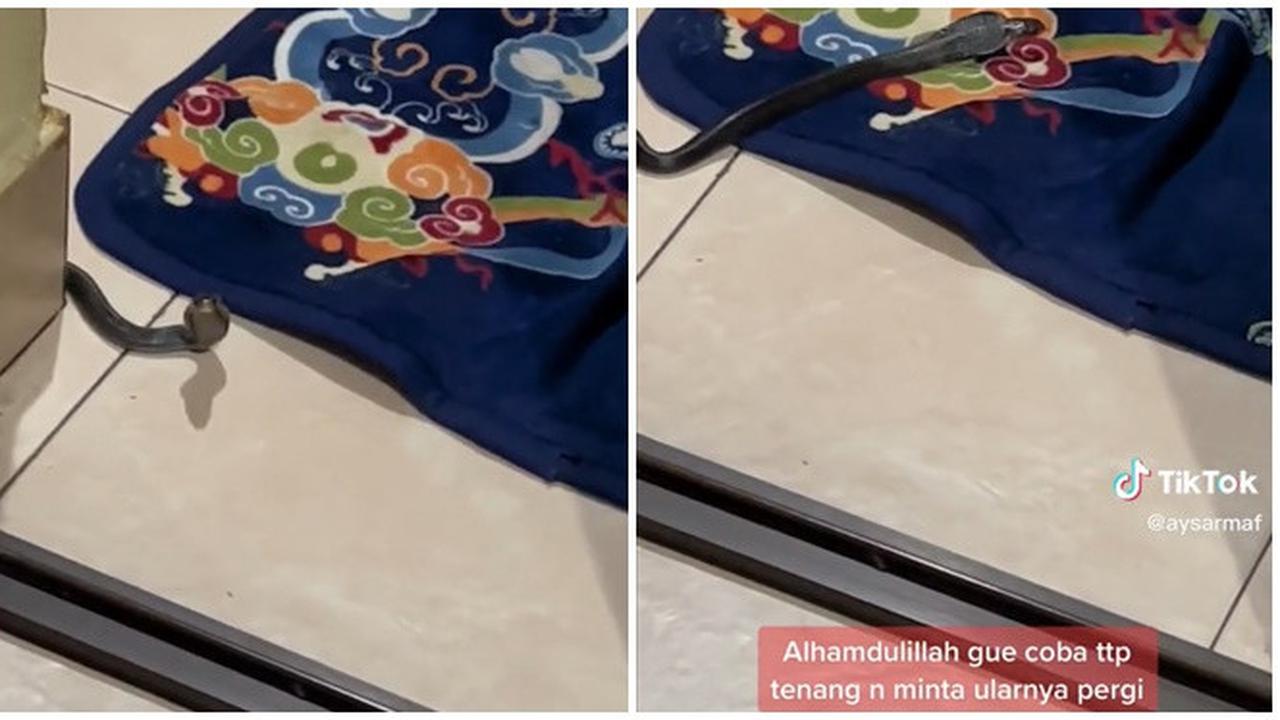 Pertama Kali Masuk Rumah, Anak Ular Kobra Ini Dituntun Keluar Tanpa Menyerang