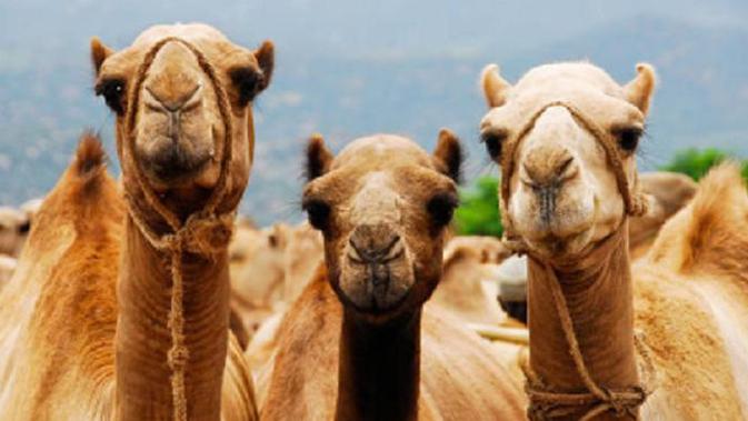 Tak Hanya Di Arab Orang Rusia Ternyata Juga Beternak Unta