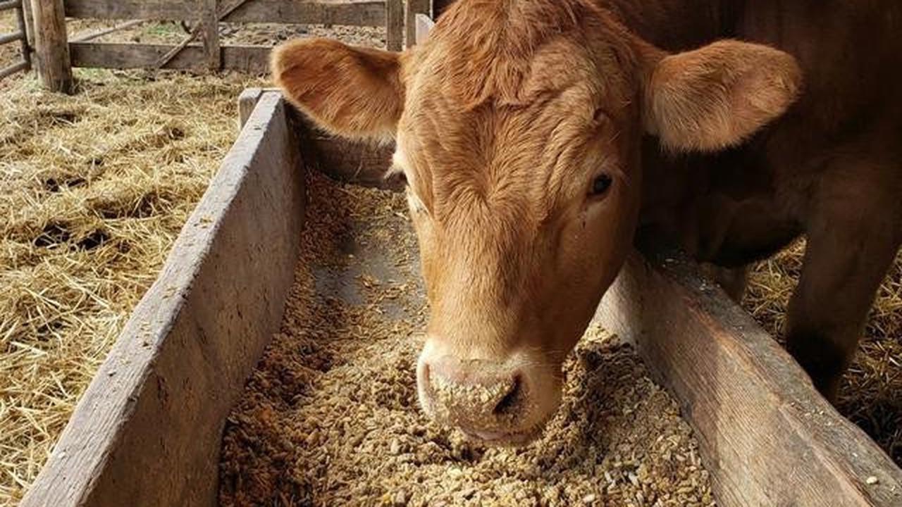 Cara Memulai Ternak Sapi Skala Kecil di Usia 40 Tahun dengan 2 Ekor Sapi