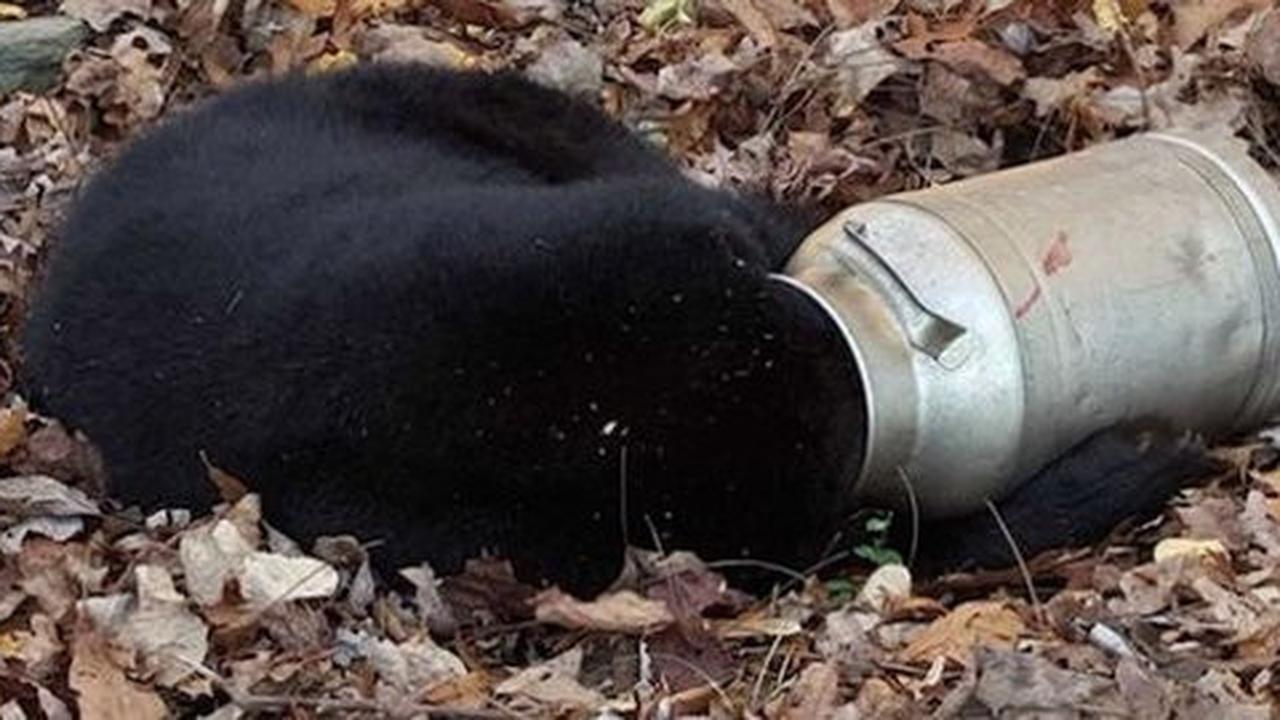 Seperti Winnie The Pooh, kepala beruang ini tersangkut di botol susu